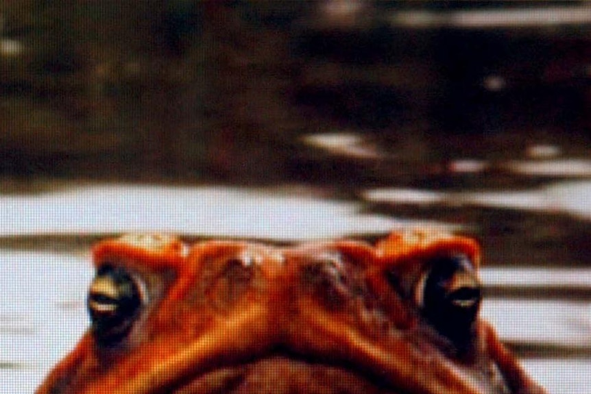 Scene from Cane Toads: The Conquest