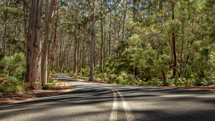 A long winding road surrounded by trees and dense greenery