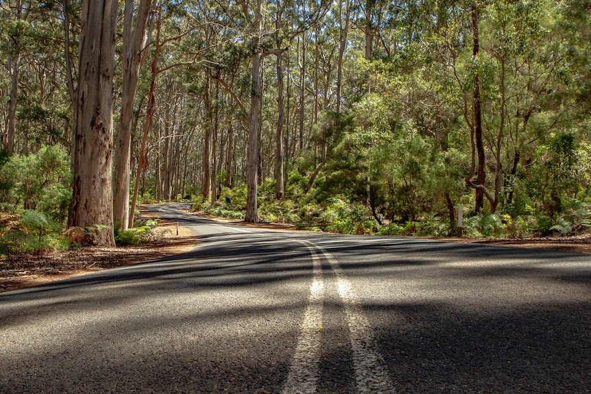 A long winding road surrounded by trees and dense greenery