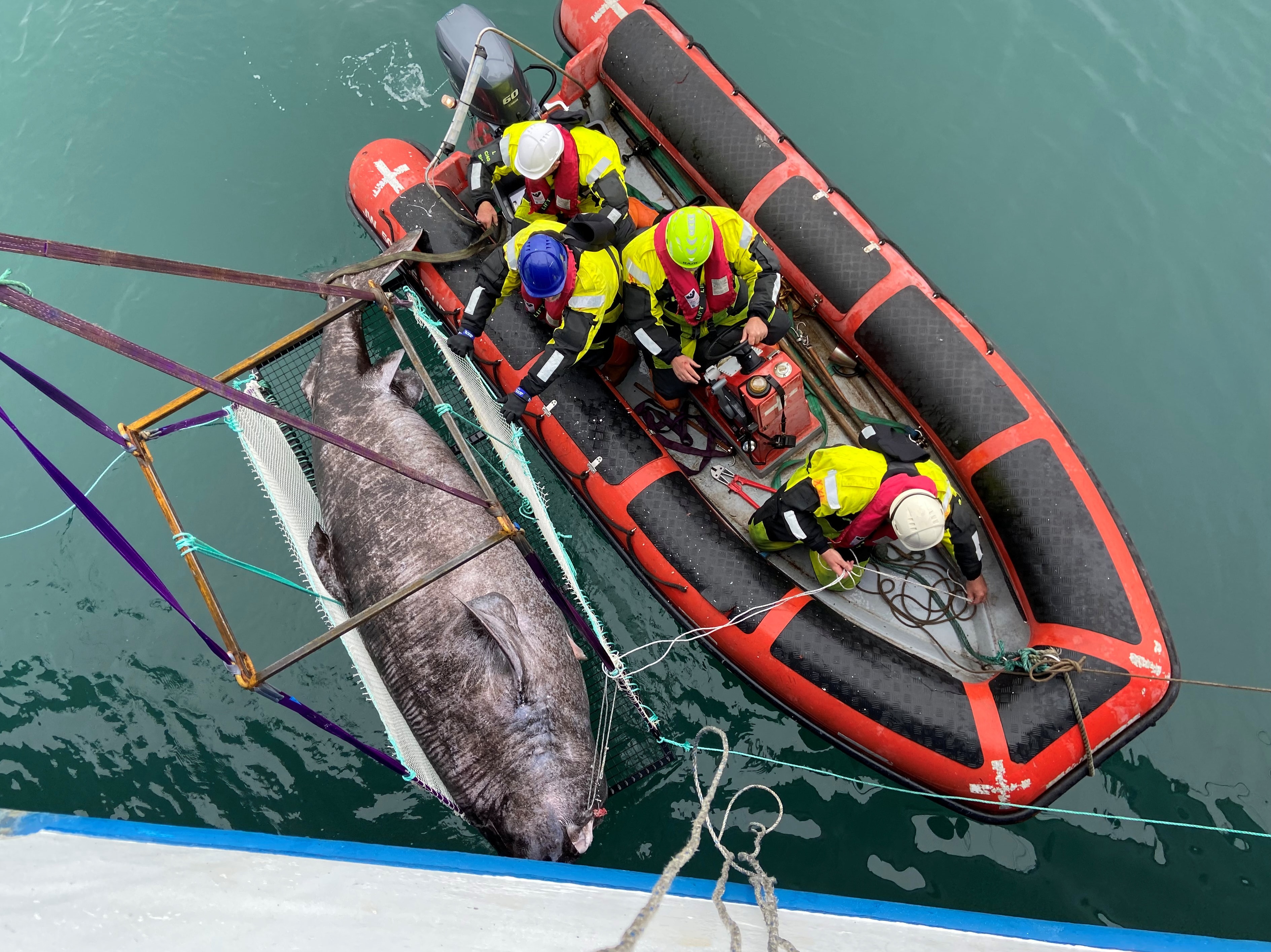 Uma olhada na lateral de um barco para um barco inflável com três pessoas a bordo ao lado de um grande tubarão morto.