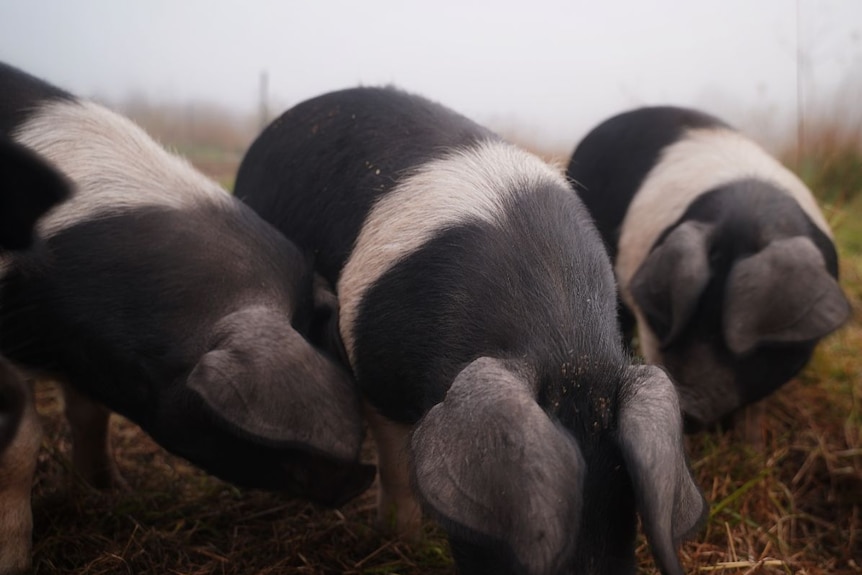 Pink and black pigs sniff grass.