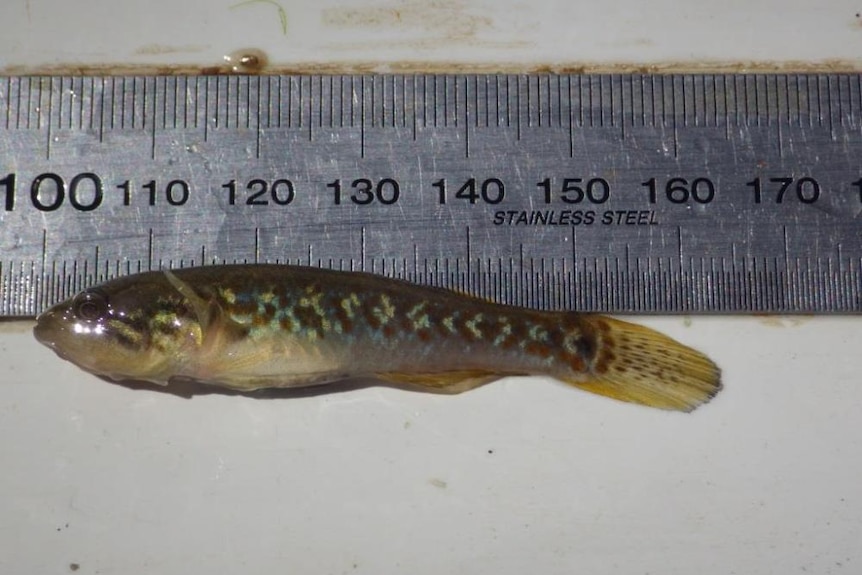 A small 6cm fish laying next to a metal ruler