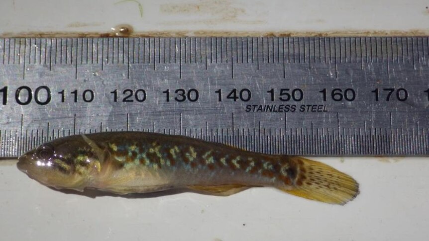 A small 6cm fish laying next to a metal ruler