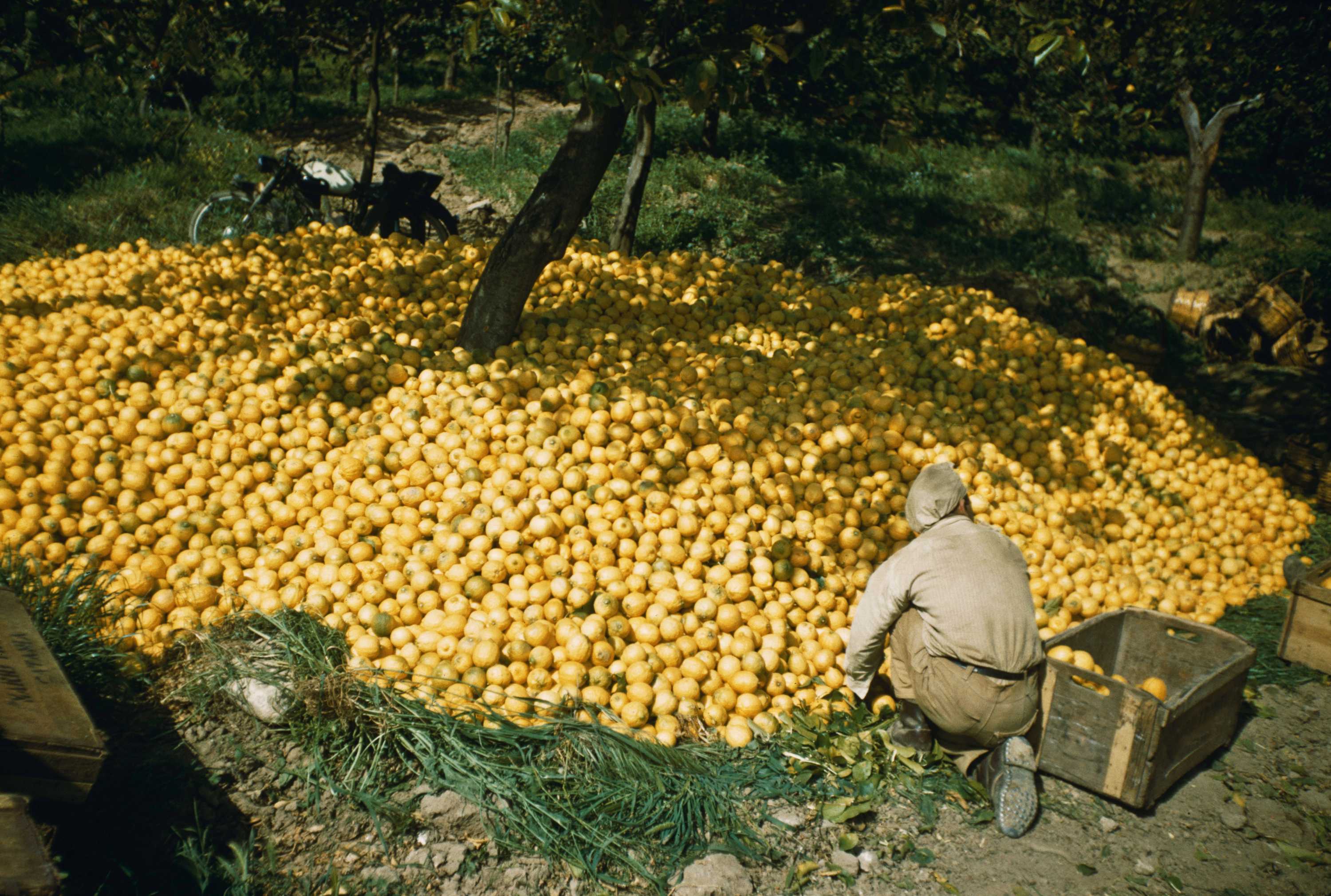 The Sicilian Lemon - Times of Sicily