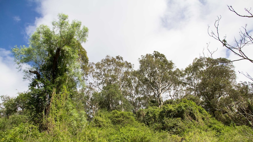 Large areas of native bush are covered in Madeira vine.