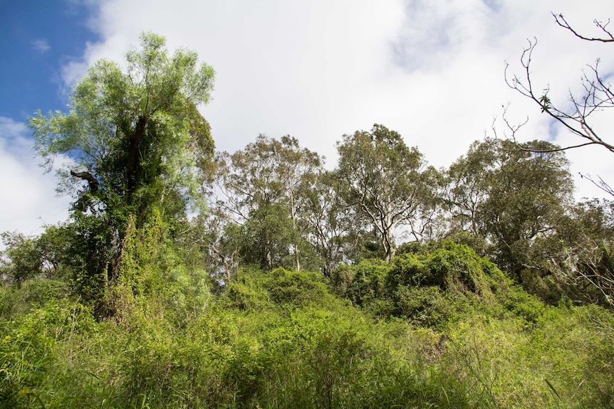 Large areas of native bush are covered in Madeira vine.