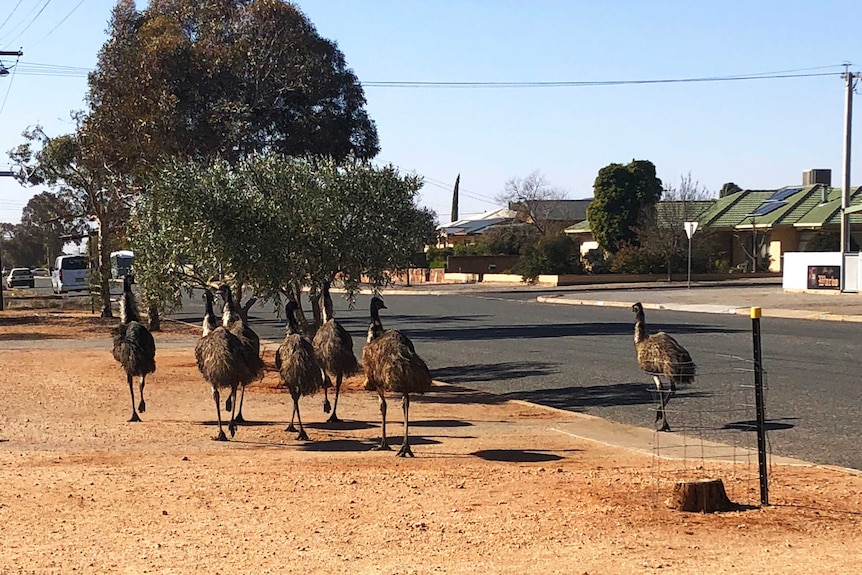 Six emus walk up a dirt path along side a bitumen road.