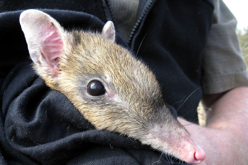 Bandicoot Closeup of bandicoot face April 18, 2008