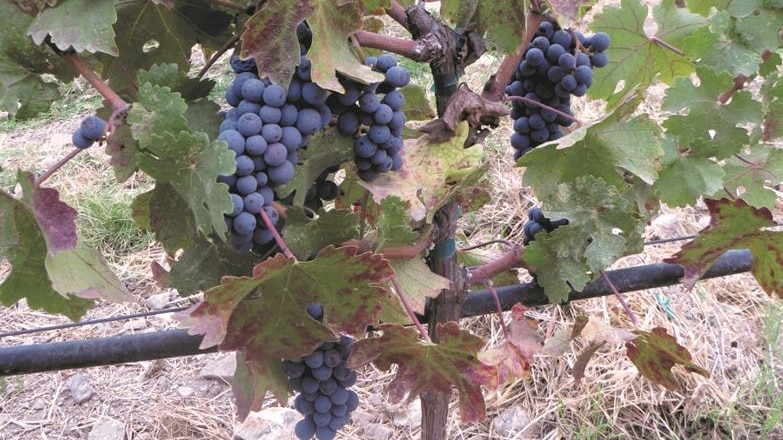 Several bunches of dark purple grapes on a vine with diseased leaves. The green foliage has large rusty, red patches on them.
