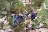 Several bunches of dark purple grapes on a vine with diseased leaves. The green foliage has large rusty, red patches on them.