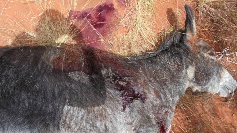 See-See the donkey was killed with a bow and arrow