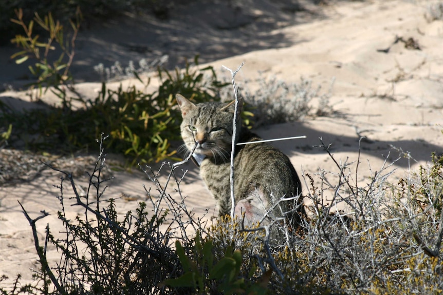 A feral cat sits among low-lying scrub.
