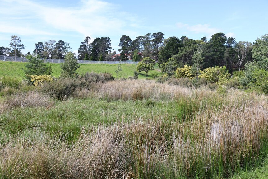 A patch of native grasses with native trees in the background