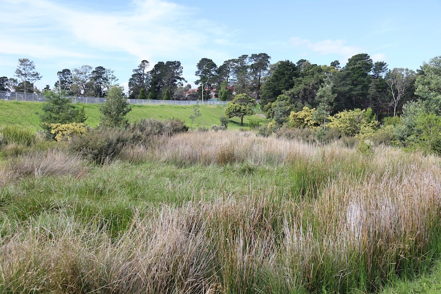 A patch of native grasses with native trees in the background