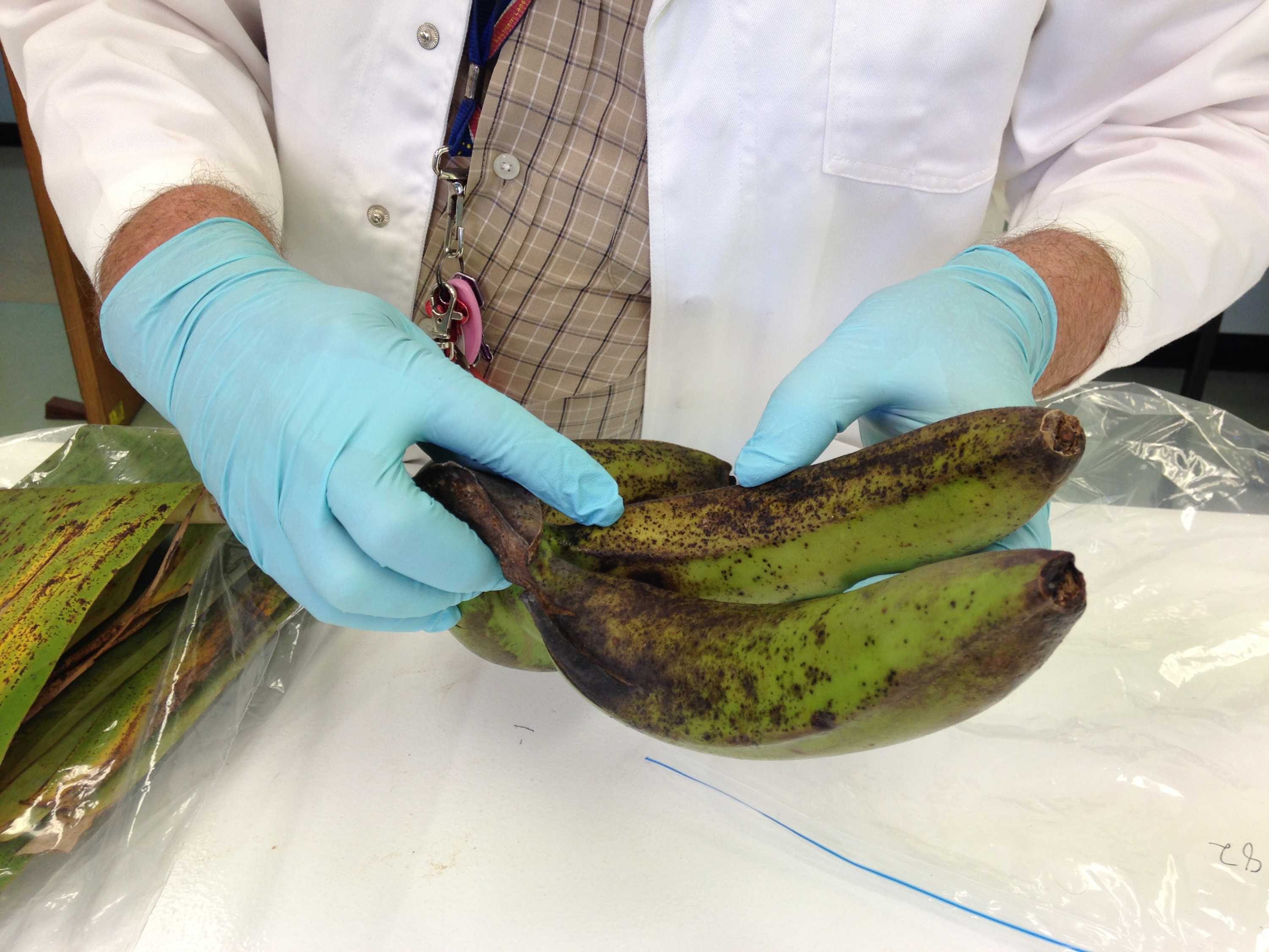 Banana Freckle disease