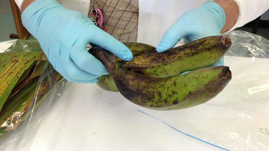 NT's banana freckle outbreak grows, affecting 17 properties