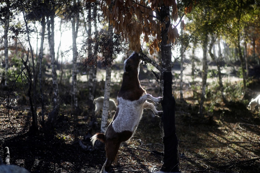 A goat stood on its hind legs leaning against a tree. 