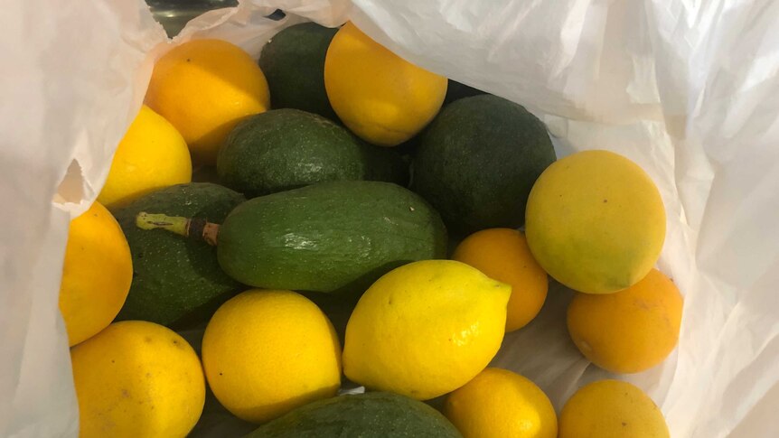 Avocados and lemons in a white bag from Elly's neighbour