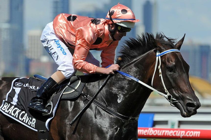 Black Caviar on the track during a race at Flemington.