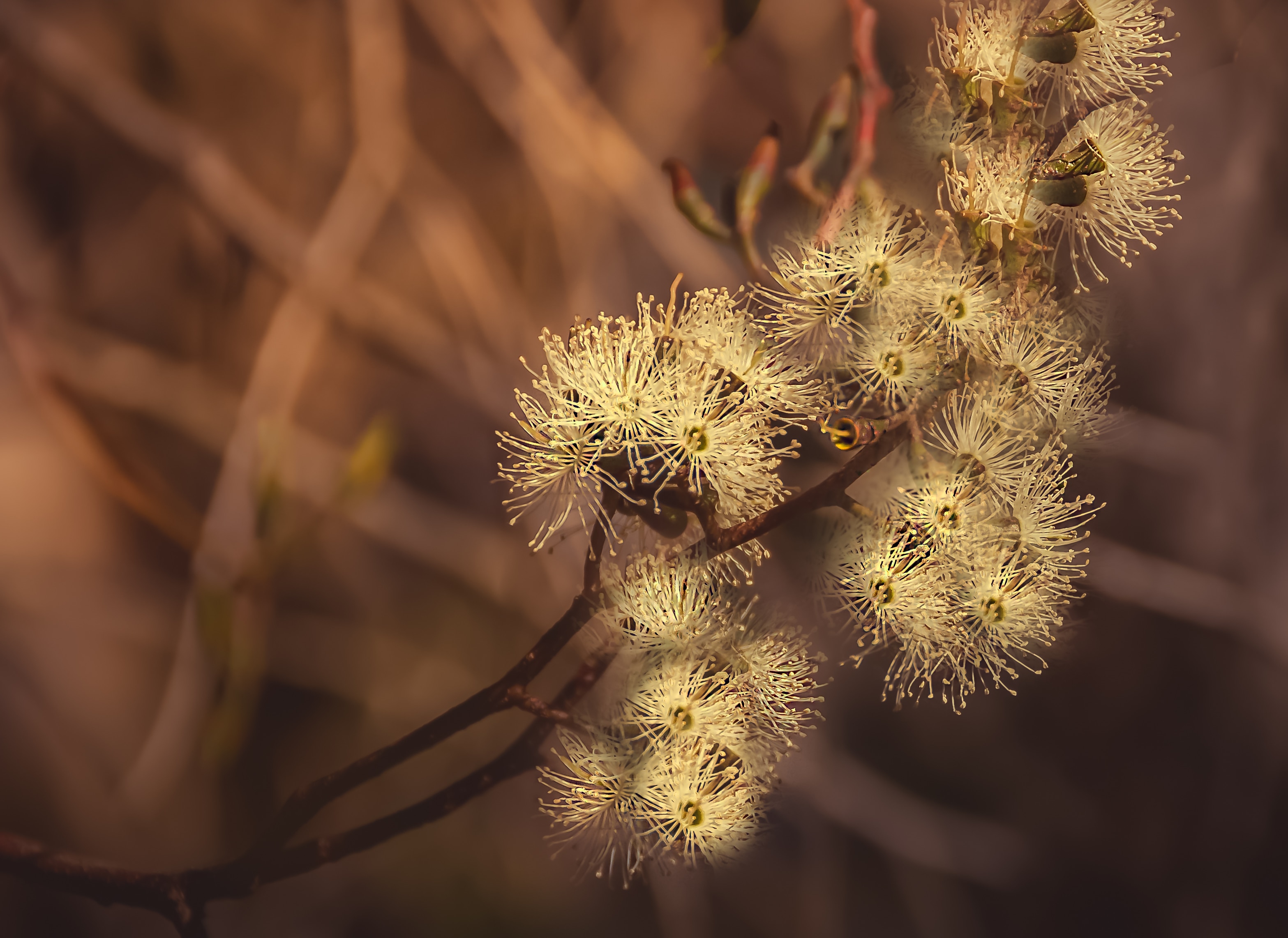 How gum trees went global