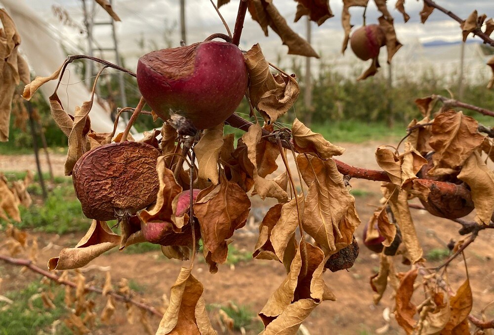 Batlow calls for help as apple orchard town begins long journey to recovery ABC News
