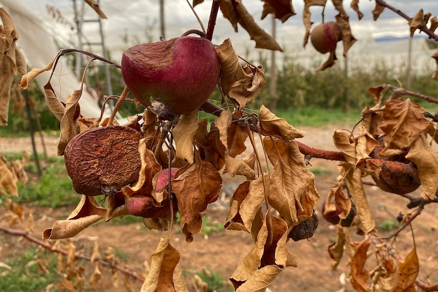 Close up of withered and burnt apples on a dead tree in Ralph Wilson's orchard in Batlow.