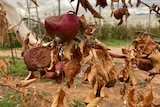 Close up of withered and burnt apples on a dead tree in Ralph Wilson's orchard in Batlow.