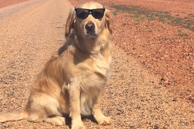 A golden retriever with sunglasses on a dirt road.
