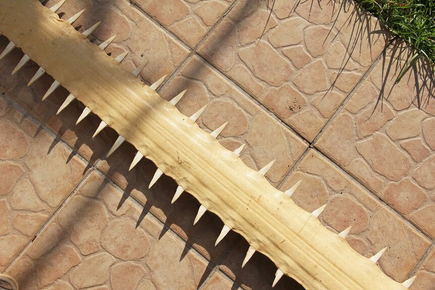 An aerial shot of a long sawfish rostrum laid out on pavement.
