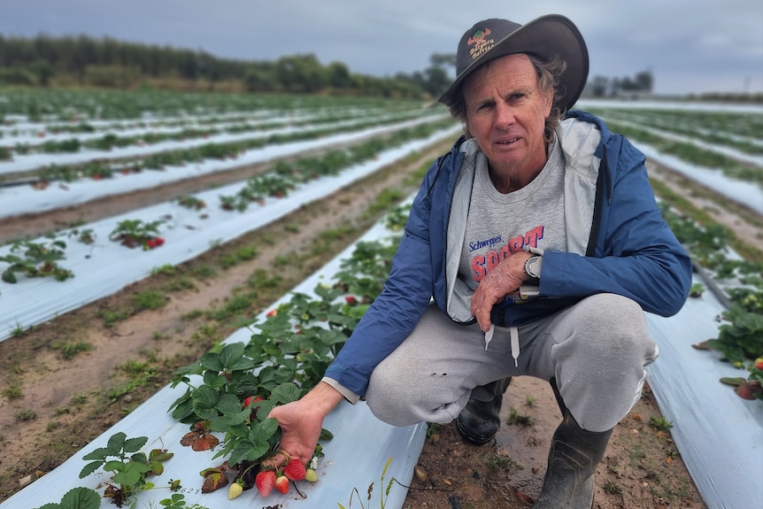 A man crouching in a field of small veg.