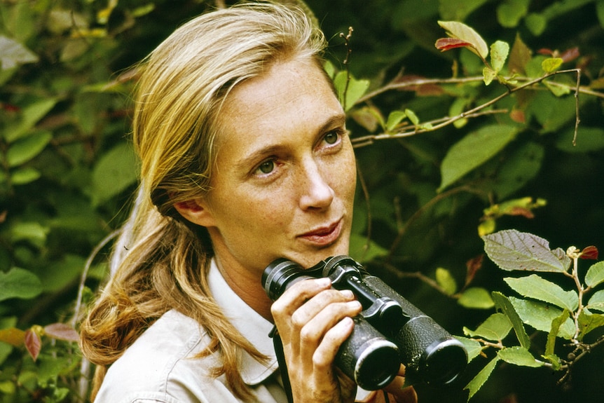 A young Jane Goodall in the forest with binoculars. 