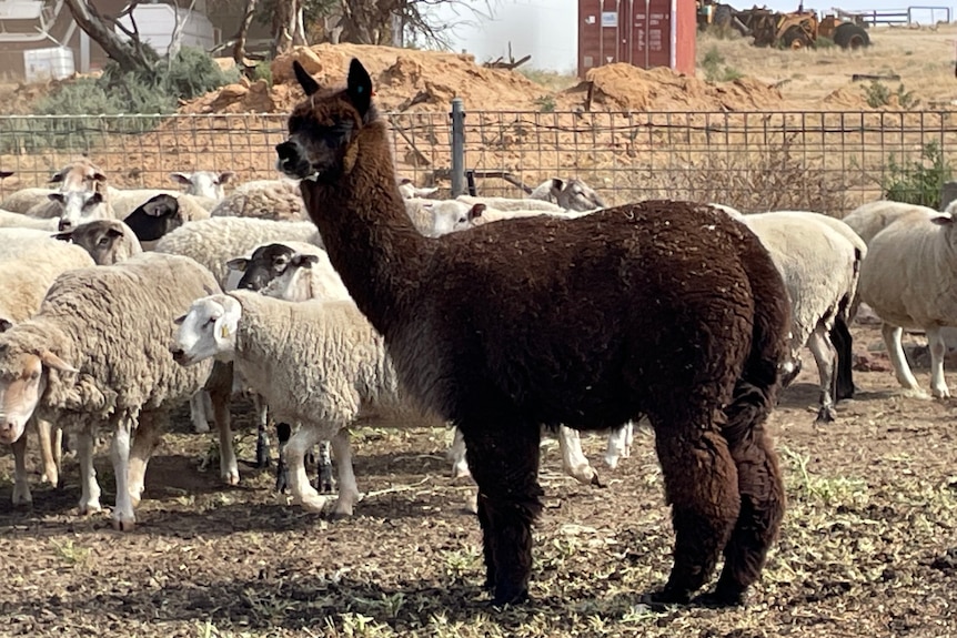 Photo of an alpaca and sheep.