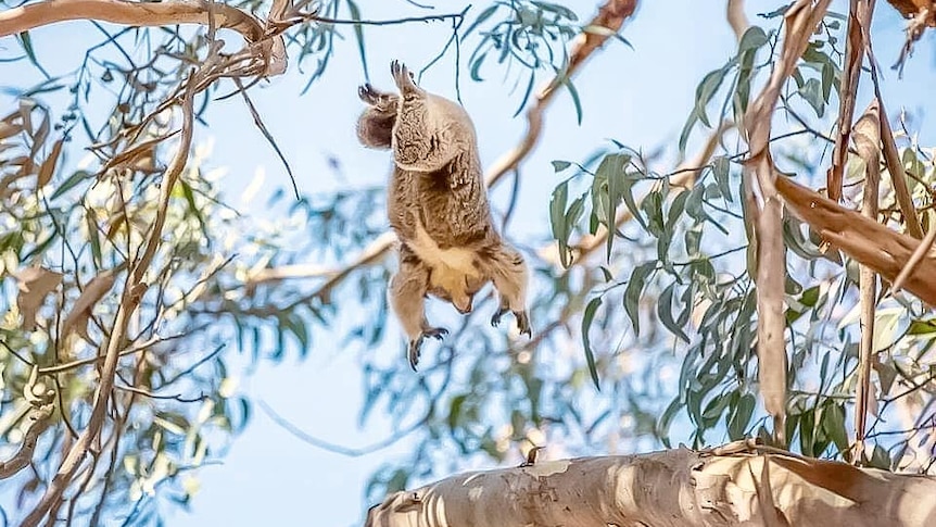A Koala is in the air as it leaps for a branch in a Eucalyptus tree