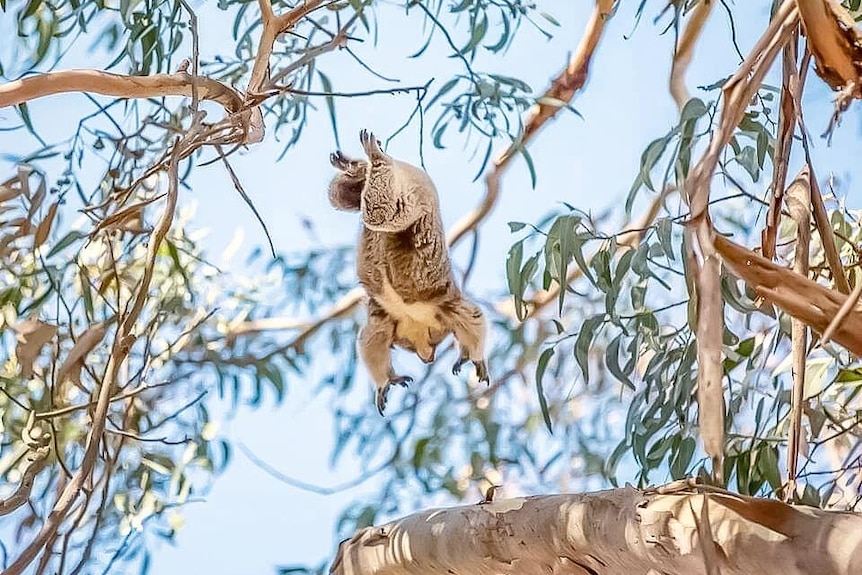 A Koala is in the air as it leaps for a branch in a Eucalyptus tree