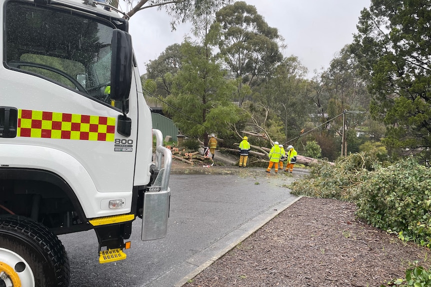 Emergency service workers remove a fallen tree from the road.