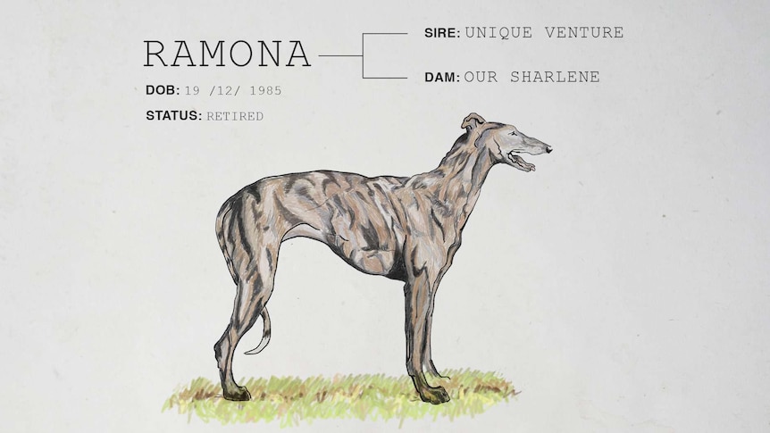 An illustration of a greyhound with the words Ramona, DOB 19/12/1985, status: retired, sire: unique venture; dam: our sharlene.