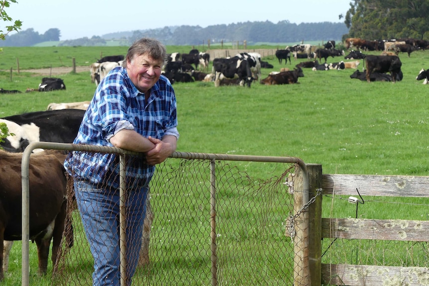 Kevin Frankcombe leans on a fence near the cows in the paddock