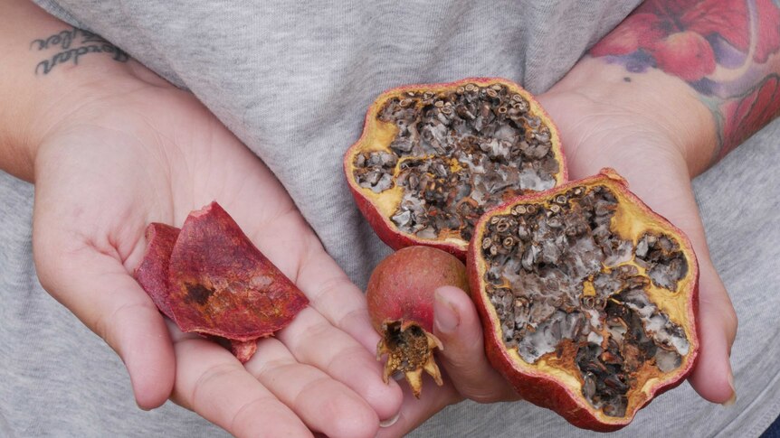 A woman's hands holding pomegranate skins and seeds.