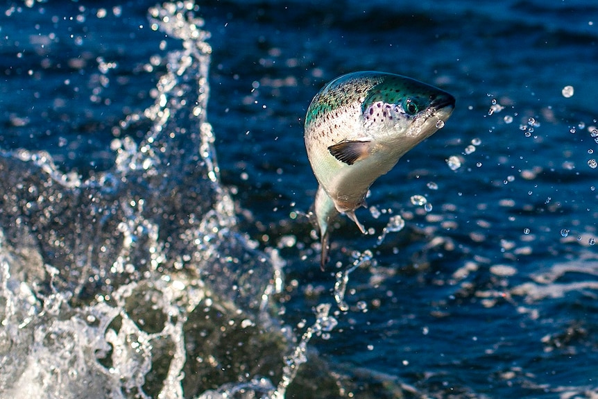 Picture of a salmon leaping