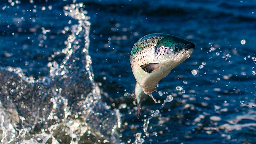 Picture of a salmon leaping.
