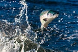 Picture of a salmon leaping.