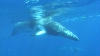 Minke whale: Scientists are hoping to track the mammals acoustically.