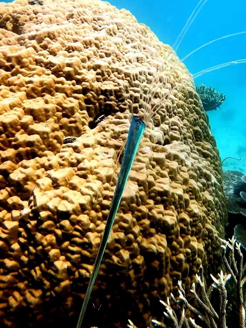 Long thin silver fish swimming near large coral 