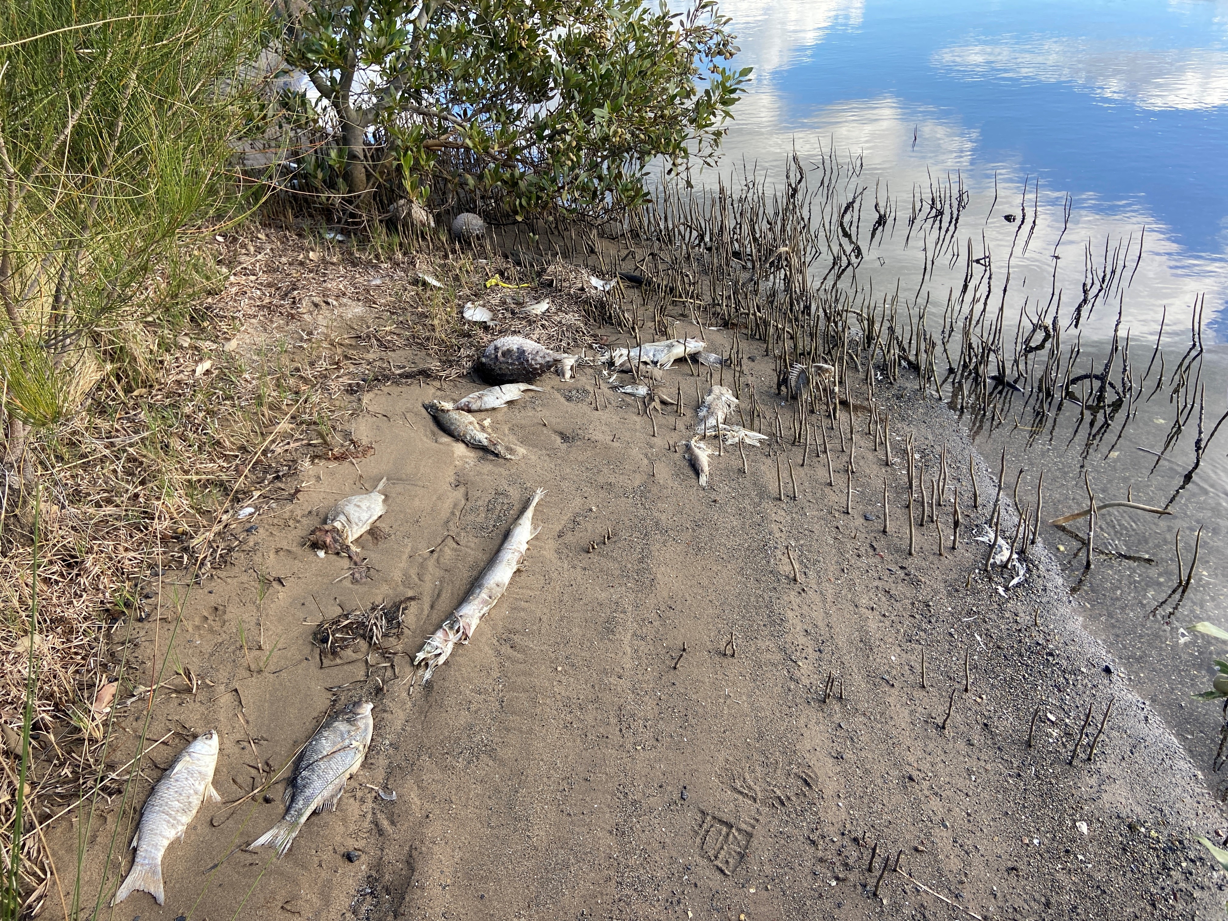 several dead, white fish on sand