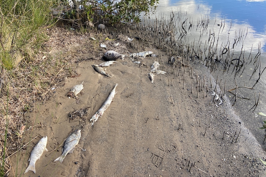 several dead, white fish on sand