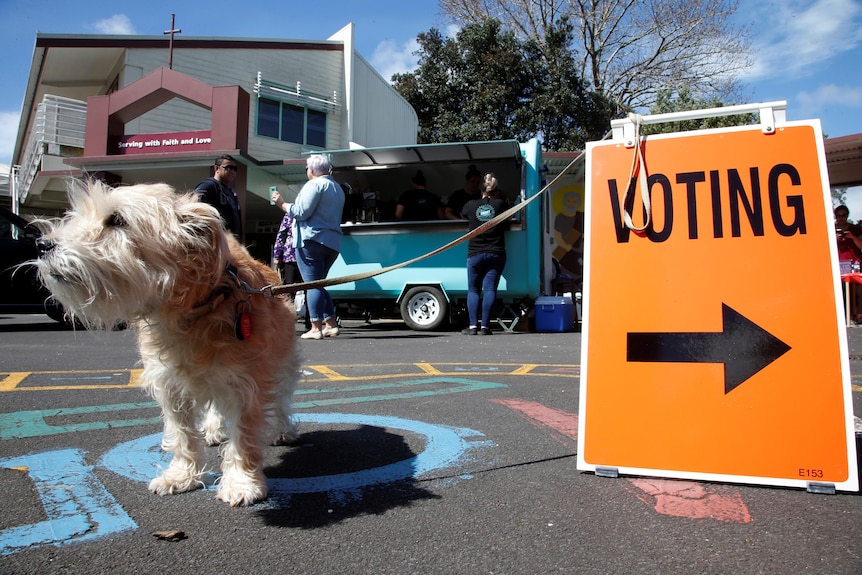 An adorable angel dog is tied to an a-frame sign that directs people into the polling booth. 