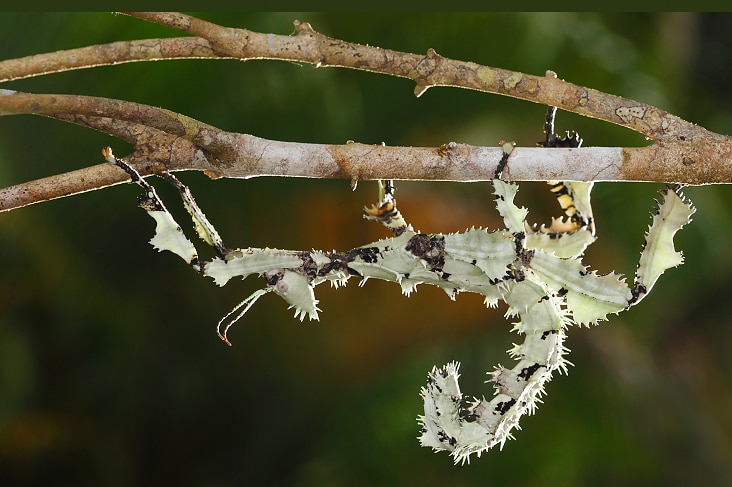 A pale green spiny leaf insect hangs upside down from a stick with its tail curved over its body.