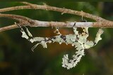 A pale green spiny leaf insect hangs upside down from a stick with its tail curved over its body.