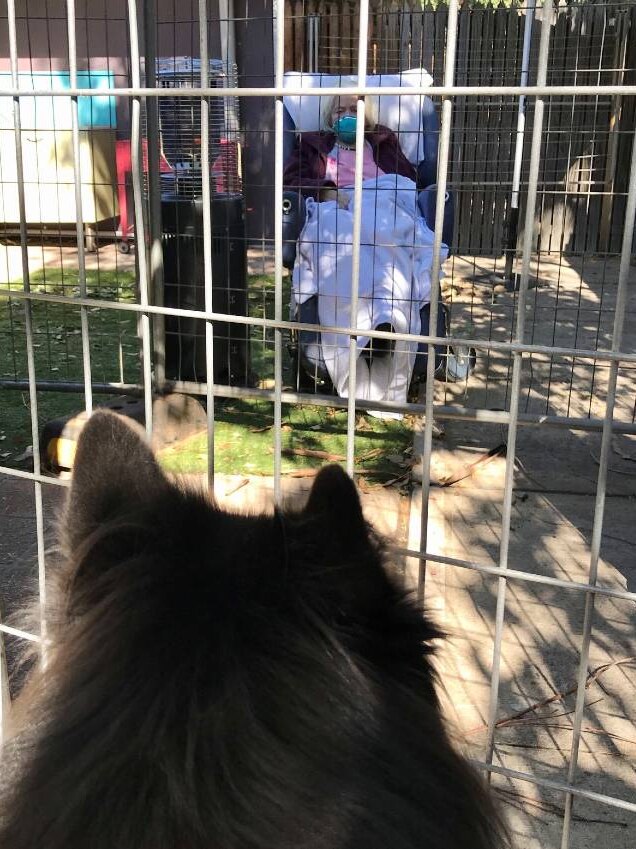 A dog behind a metal fence, looking at an elderly patient.