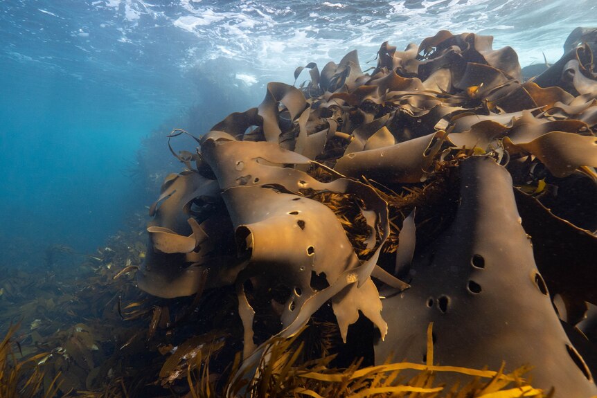 underwater photo of thick brownish kelp.